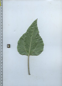 leafbottom
