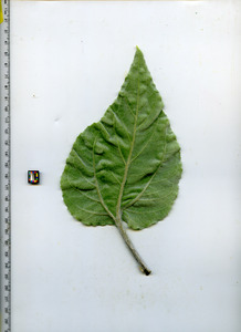 leafbottom