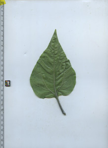 leafbottom