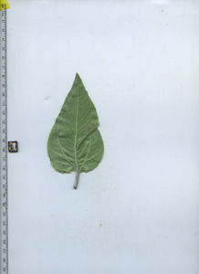 leafbottom