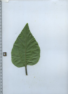 leafbottom