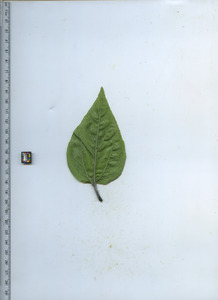 leafbottom