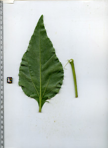 leafbottom