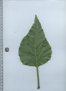 leafbottom