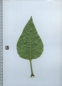 leafbottom