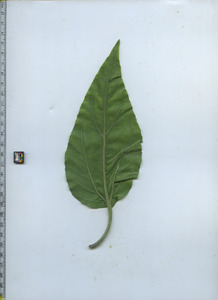 leafbottom