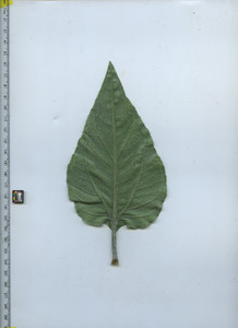 leafbottom