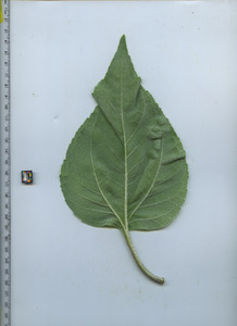 leafbottom