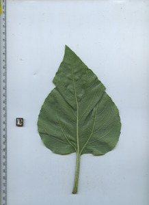 leafbottom