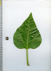 leafbottom