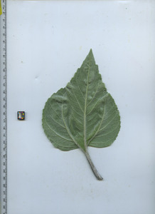 leafbottom