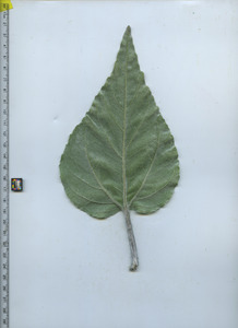 leafbottom