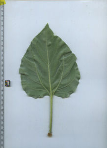 leafbottom
