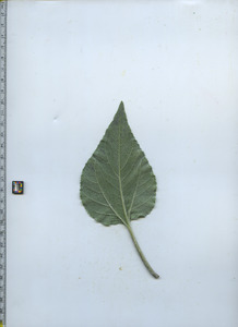 leafbottom