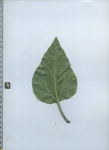 leafbottom