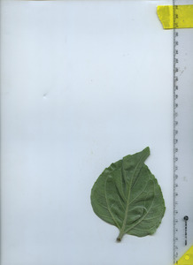 leafbottom