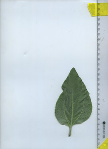leafbottom