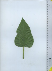 leafbottom
