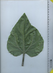 leafbottom