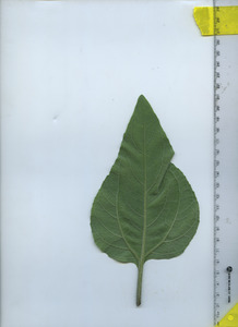 leafbottom