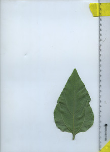 leafbottom