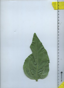 leafbottom