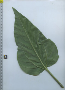 leafbottom