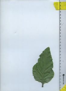 leafbottom