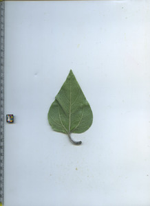 leafbottom
