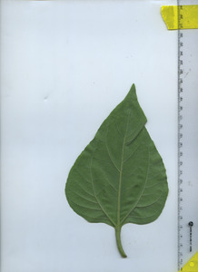 leafbottom