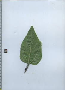 leafbottom
