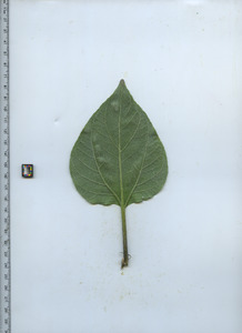 leafbottom