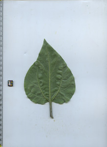 leafbottom