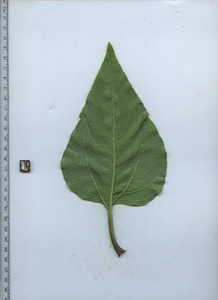 leafbottom