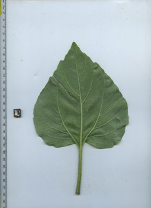 leafbottom