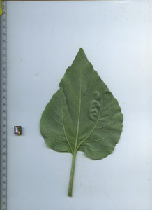 leafbottom