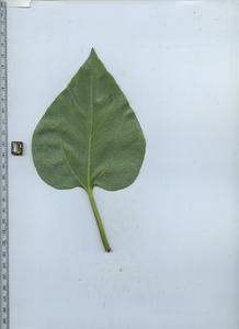 leafbottom