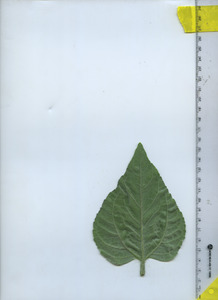 leafbottom