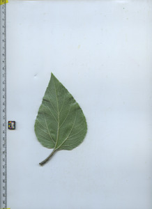 leafbottom