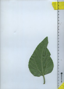 leafbottom