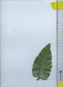 leafbottom