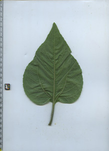 leafbottom