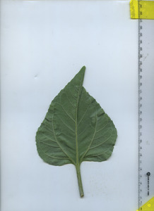 leafbottom