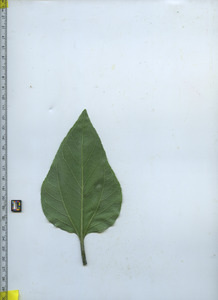 leafbottom