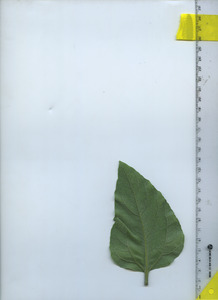 leafbottom