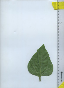 leafbottom