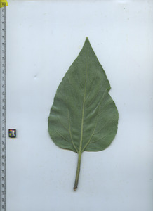 leafbottom
