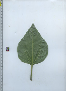 leafbottom