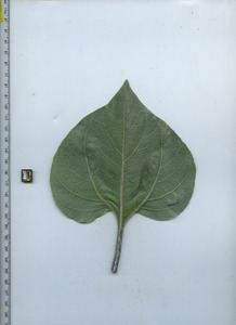 leafbottom