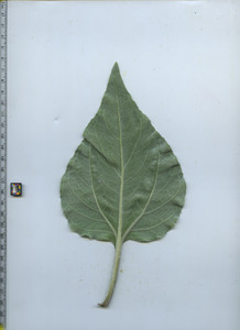 leafbottom